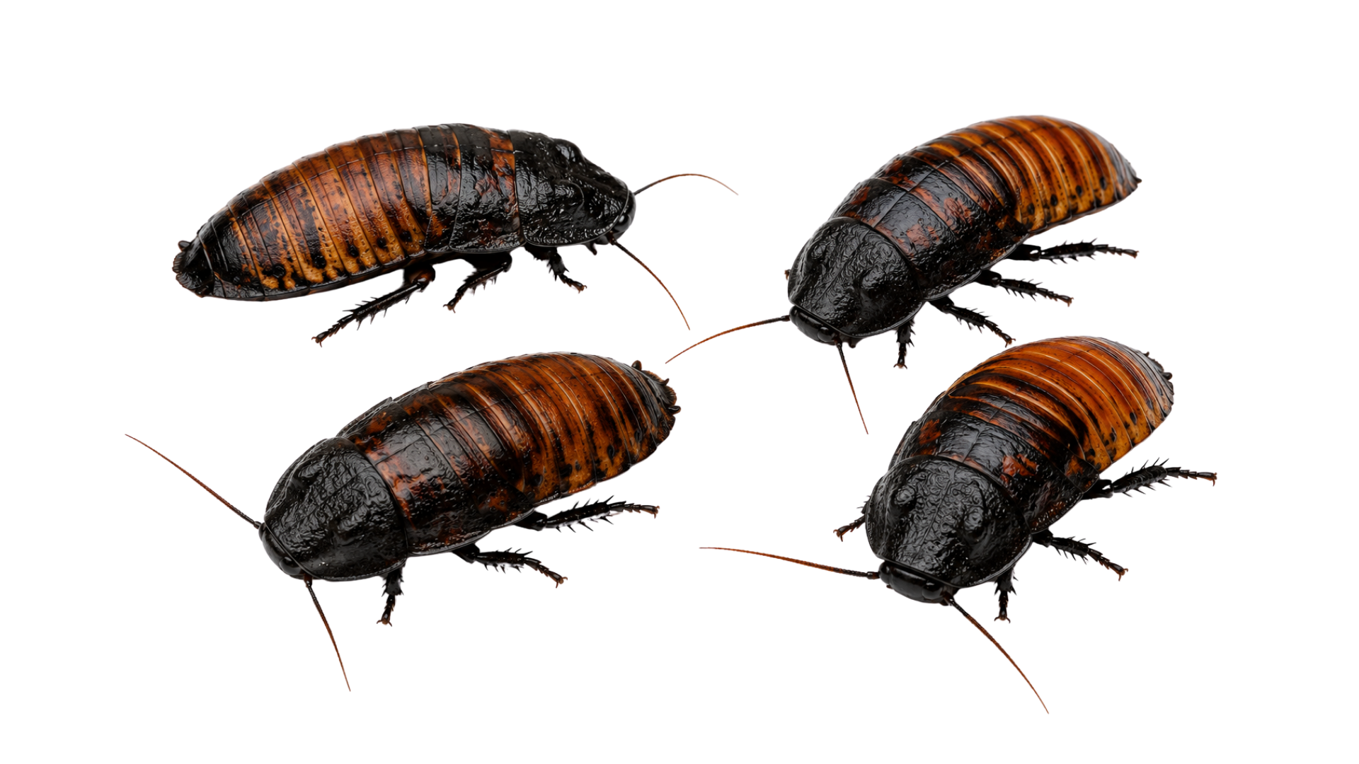 Madagascar Hissing Cockroach